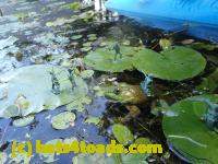 /home//u458753944/public_html/sourcegallery//Frogs/Bullfrogs 2016-08 Ontario/P8081396.JPG